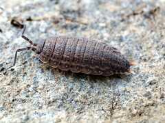 Porcellionides sexfasciatus