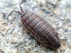 Porcellionides sexfasciatus