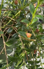 Nematanthus gregarius