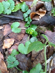 Chrysosplenium alternifolium