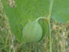 Aristolochia rotunda