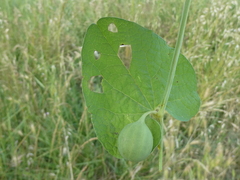 Aristolochia rotunda