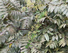 Santalaceae