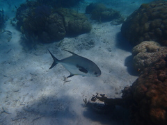 Trachinotus falcatus