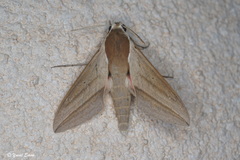 Theretra alecto cretica