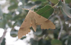 Marumba quercus