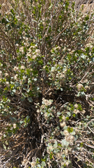 Ericameria cuneata