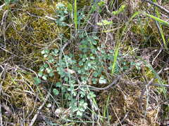 Thalictrum minus