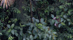 Miconieae