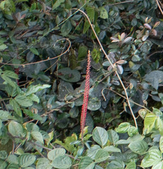 Sarcopera anomala