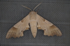 Marumba quercus