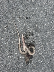 Cubophis vudii