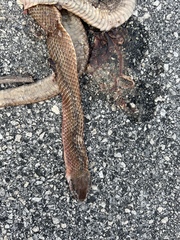 Cubophis vudii