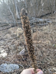 Verbascum thapsus