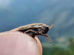 Tetrix bipunctata