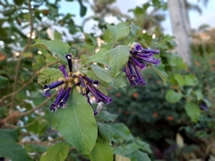 Iochroma