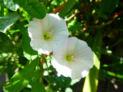 Convolvulus crenatifolius