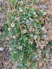 Lobularia maritima