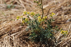 Ruta chalepensis