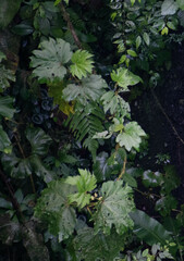 Begonia parviflora