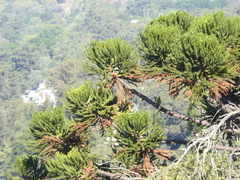 Araucaria angustifolia