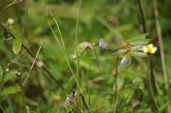 Hemiargus hanno