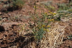 Ruta chalepensis