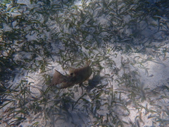 Lachnolaimus maximus