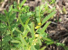 Chamaecrista nictitans