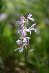 Galearis rotundifolia