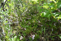 Galearis rotundifolia