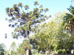 Araucaria angustifolia