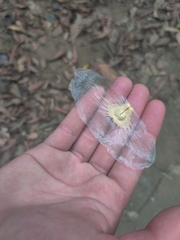 Amphilophium crucigerum