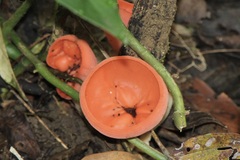 Sarcoscypha coccinea