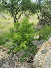 Asparagales