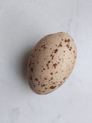 Haematopus ostralegus