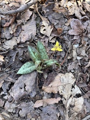 Erythronium umbilicatum