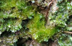 Rhynchostegiella tenella