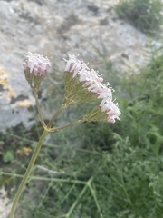 Valeriana italica