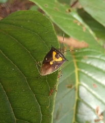 Oebalus poecilus