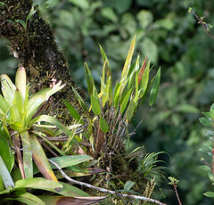 Pleurothallis ruscifolia