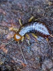 Chelidurella