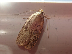 Agonopterix