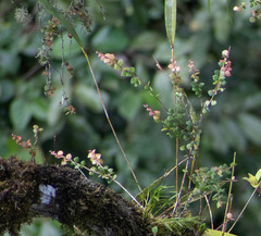 Sphyrospermum buxifolium