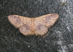 Idaea halmaea