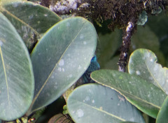 Chalcothraupis ruficervix