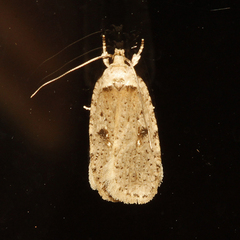 Agonopterix argillacea