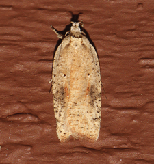 Agonopterix nervosa
