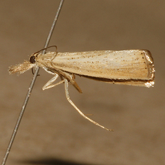 Agriphila straminella