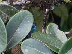 Chalcothraupis ruficervix